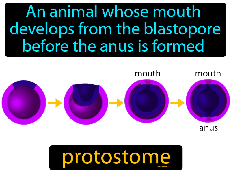 Protostome Definition Protostome Definition