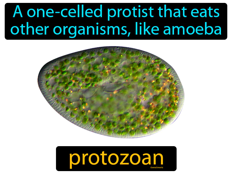 Protozoan Definition Protozoan Definition