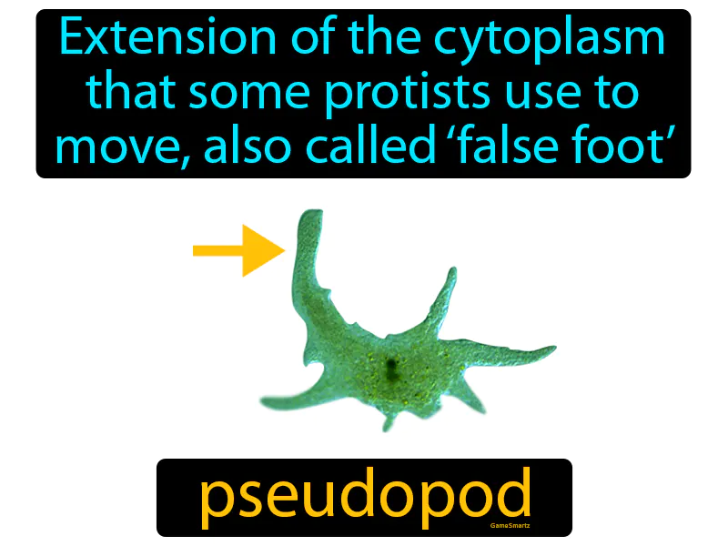 Pseudopod Definition Pseudopod Definition