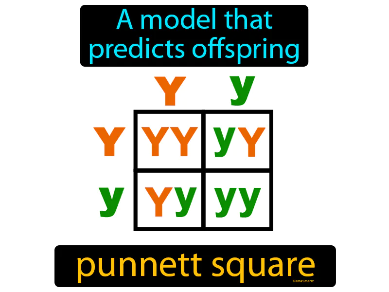 Punnett Square Definition Punnett Square Definition