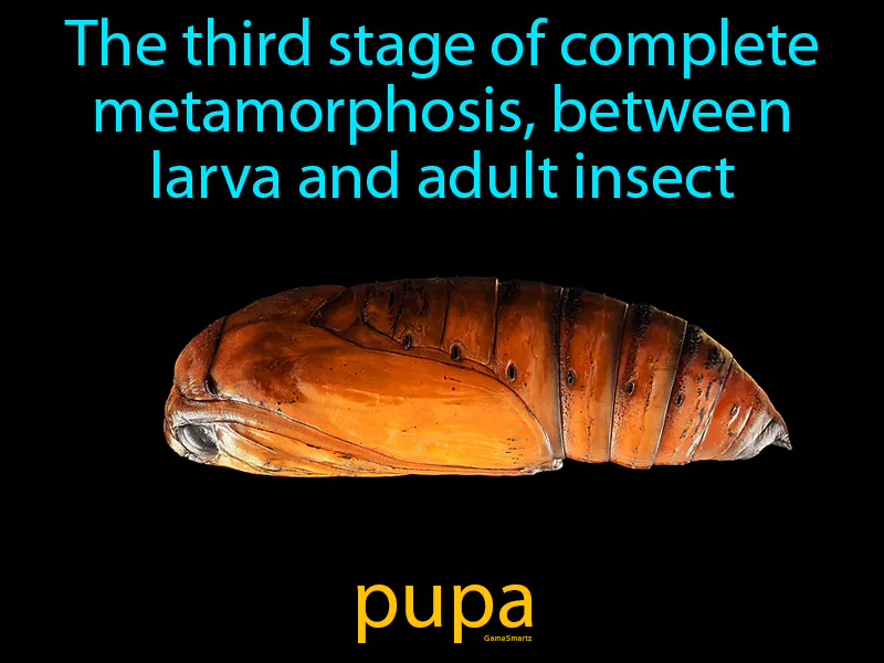 Pupa Definition Pupa Definition
