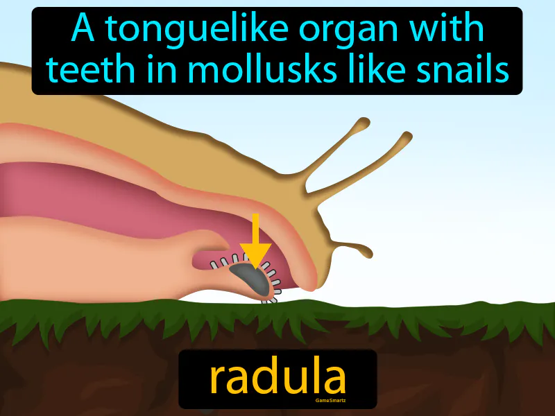 Radula Definition