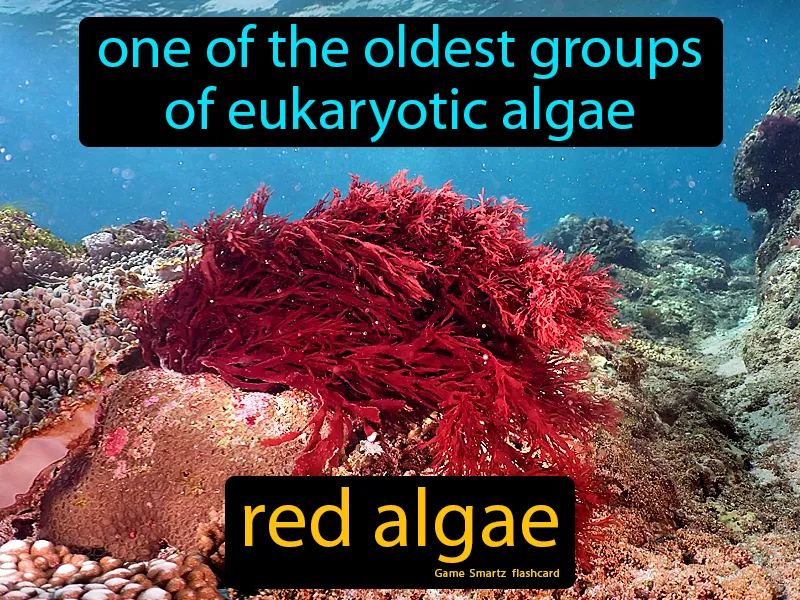 Red Algae Definition Red Algae Definition