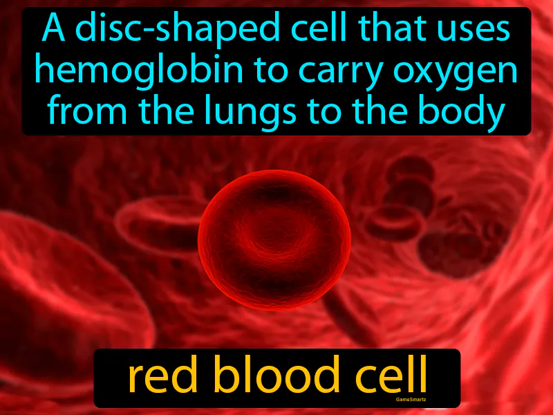 Red Blood Cell Definition Red Blood Cell Definition