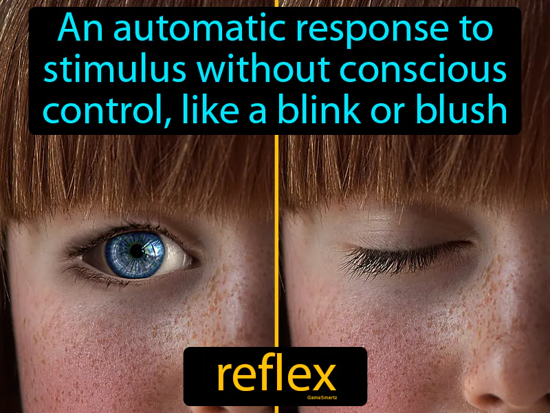 Reflex Definition Reflex Definition