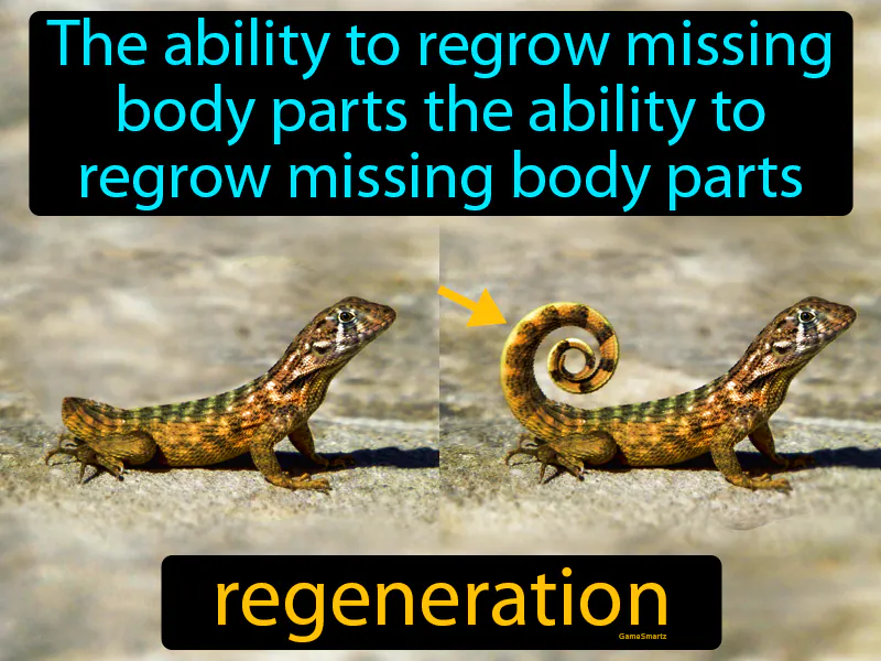 Regeneration Definition Regeneration Definition