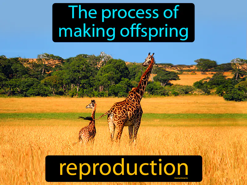 Reproduction Definition Reproduction Definition