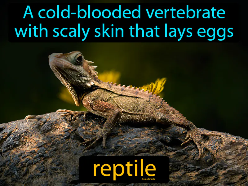 Reptile Definition Reptile Definition