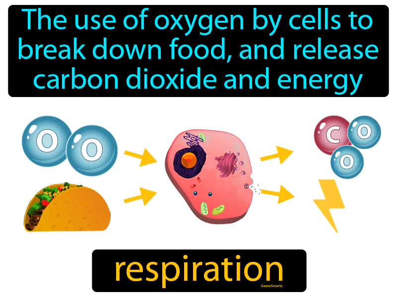 Respiration Definition Respiration Definition