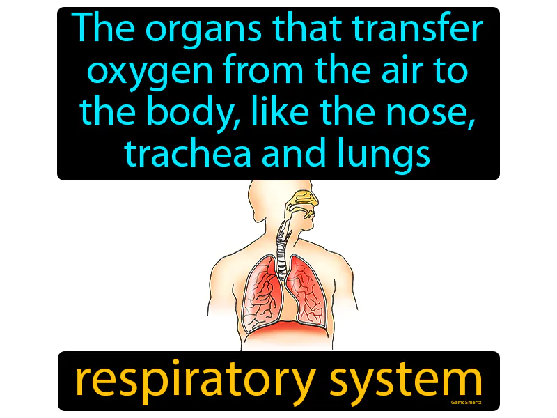 Respiratory System Definition Respiratory System Definition