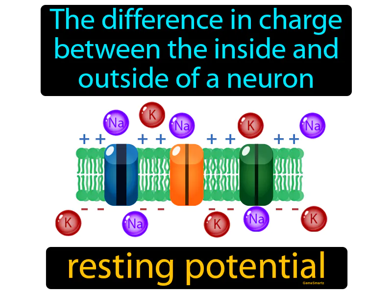 Resting Potential Definition Resting Potential Definition