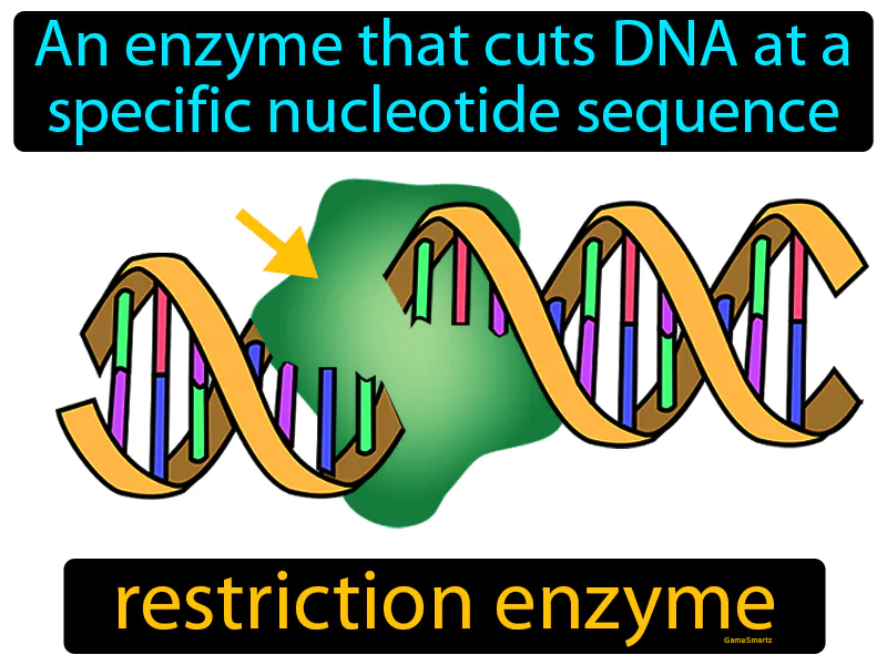 Restriction Enzyme Definition Restriction Enzyme Definition