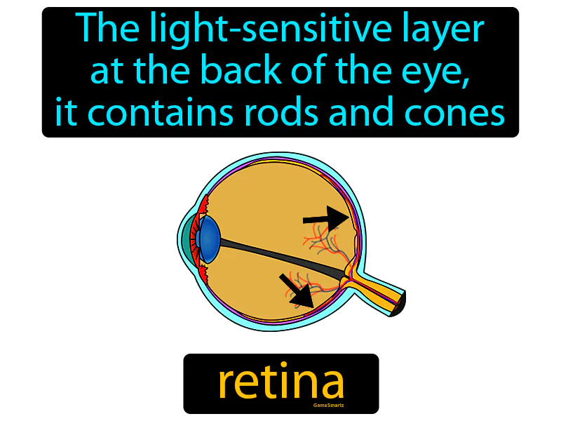 Retina Definition Retina Definition