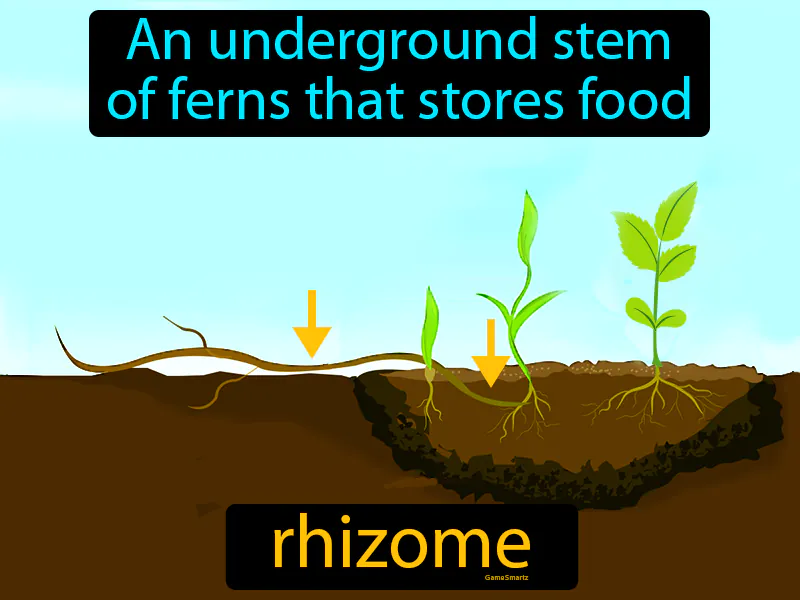 Rhizome Definition Rhizome Definition