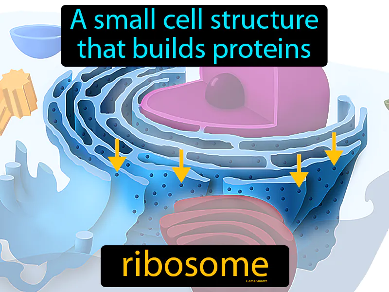 Ribosome Definition Ribosome Definition