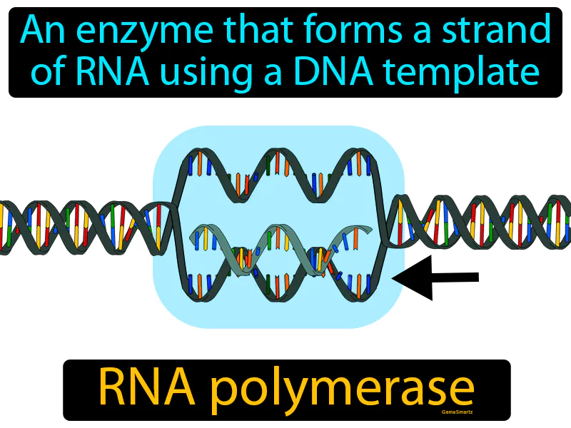 RNA Polymerase Definition RNA Polymerase Definition