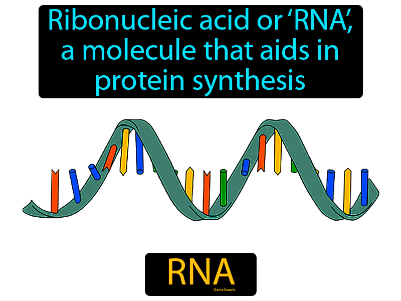 RNA Definition RNA Definition