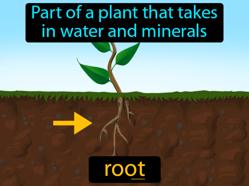 Root Definition Root Definition