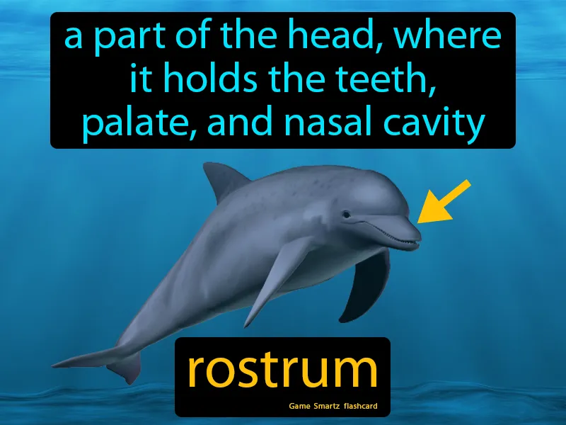 Rostrum Definition Rostrum Definition