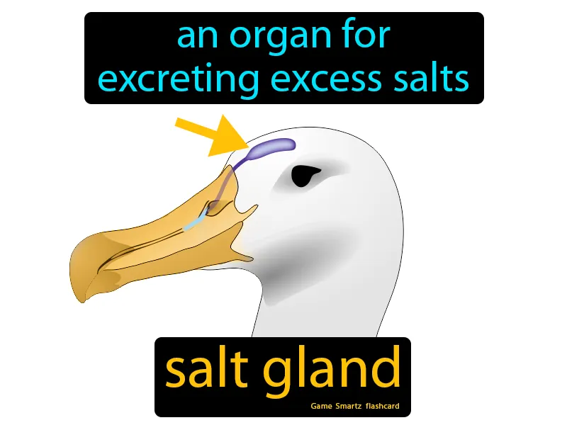 Salt Gland Definition Salt Gland Definition