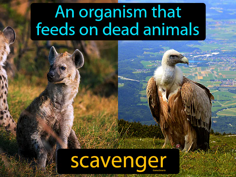 Scavenger Definition Scavenger Definition