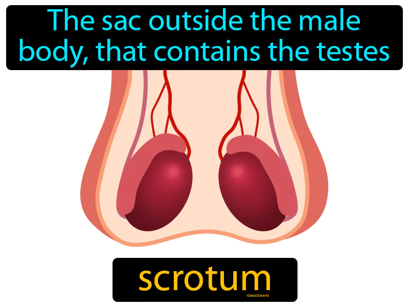Scrotum Definition Scrotum Definition