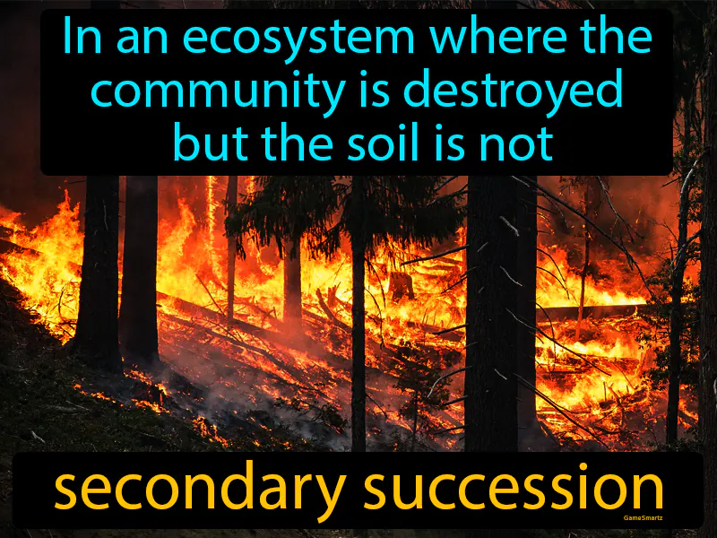 Secondary Succession Definition Secondary Succession Definition