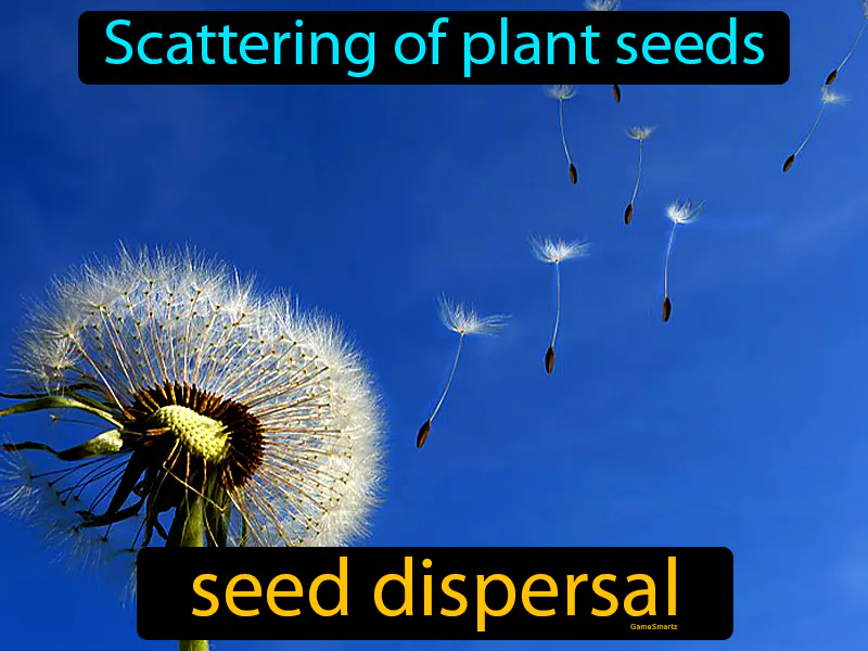 Seed Dispersal Definition Seed Dispersal Definition