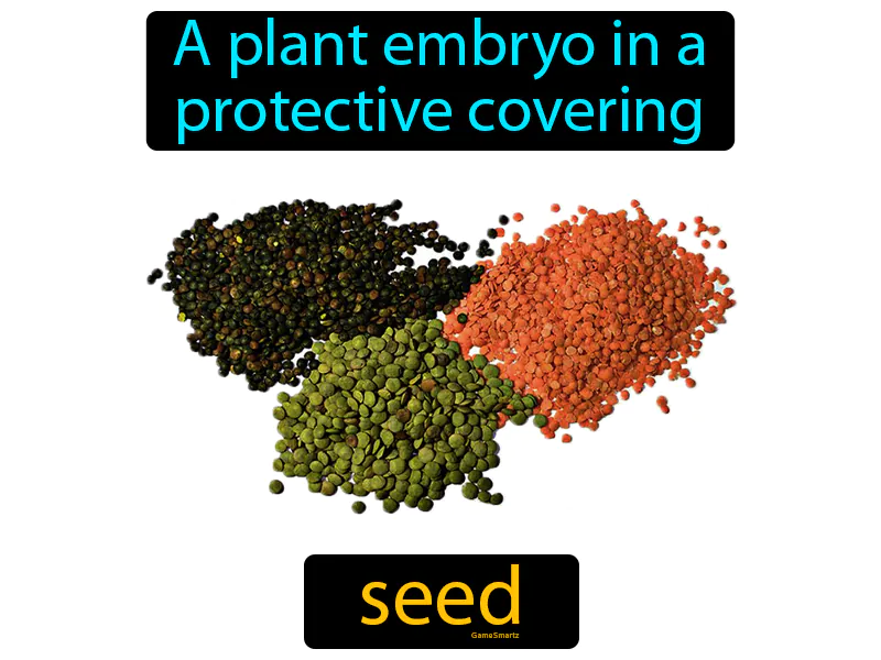 Seed Definition Seed Definition