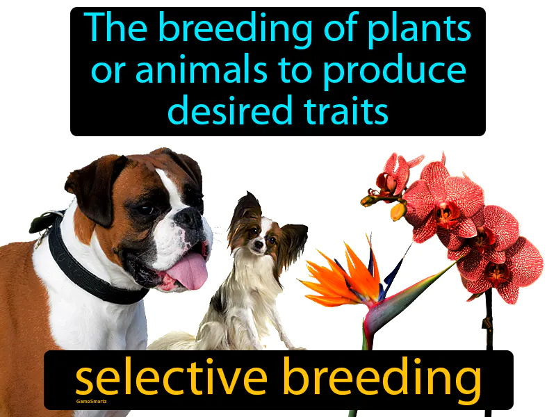 Selective Breeding Definition Selective Breeding Definition