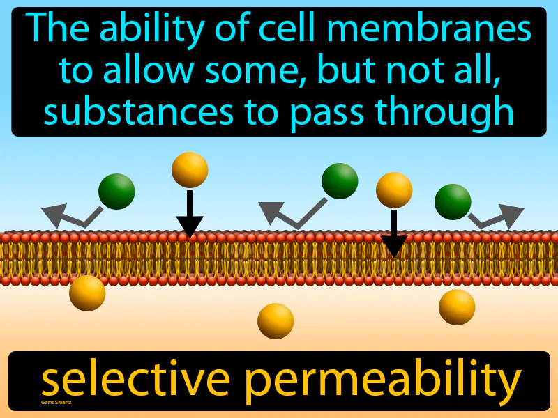 Selective Permeability Definition Selective Permeability Definition
