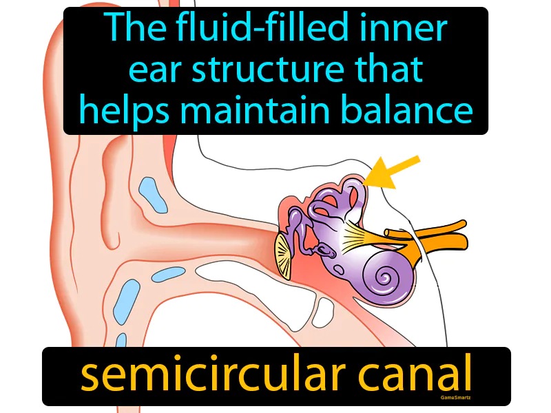 Semicircular Canal Definition Semicircular Canal Definition