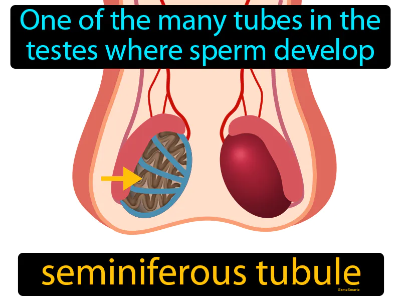 Seminiferous Tubule Definition Seminiferous Tubule Definition