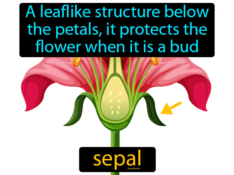 Sepal Definition