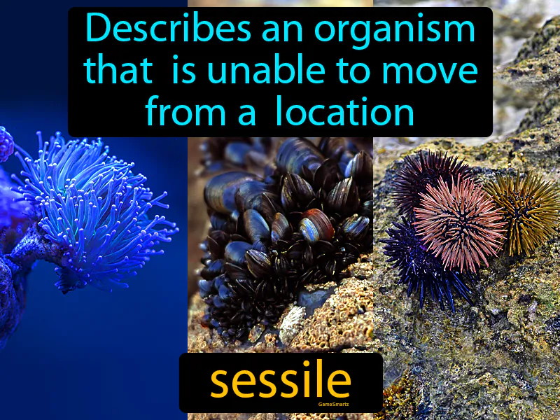 Sessile Definition Sessile Definition