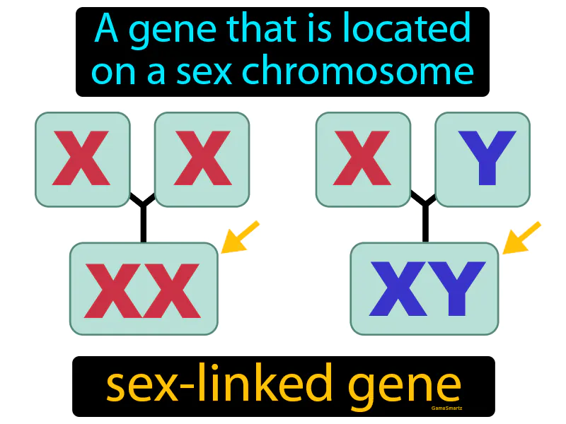 Sex Linked Gene Definition Sex Linked Gene Definition