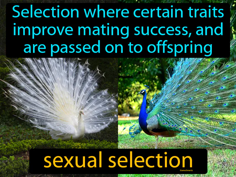 Sexual Selection Definition Sexual Selection Definition