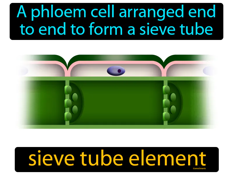 Sieve Tube Element Definition Sieve Tube Element Definition