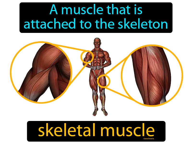 Skeletal Muscle Definition Skeletal Muscle Definition