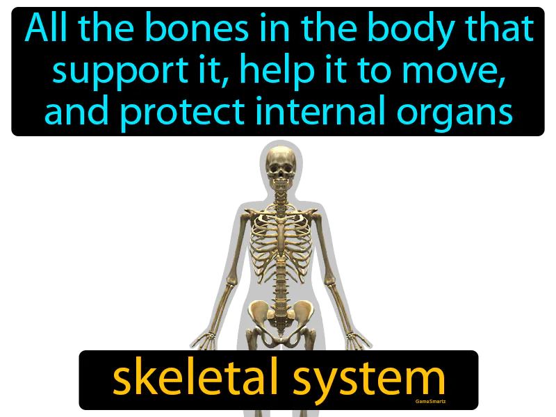 Skeletal System Definition Skeletal System Definition
