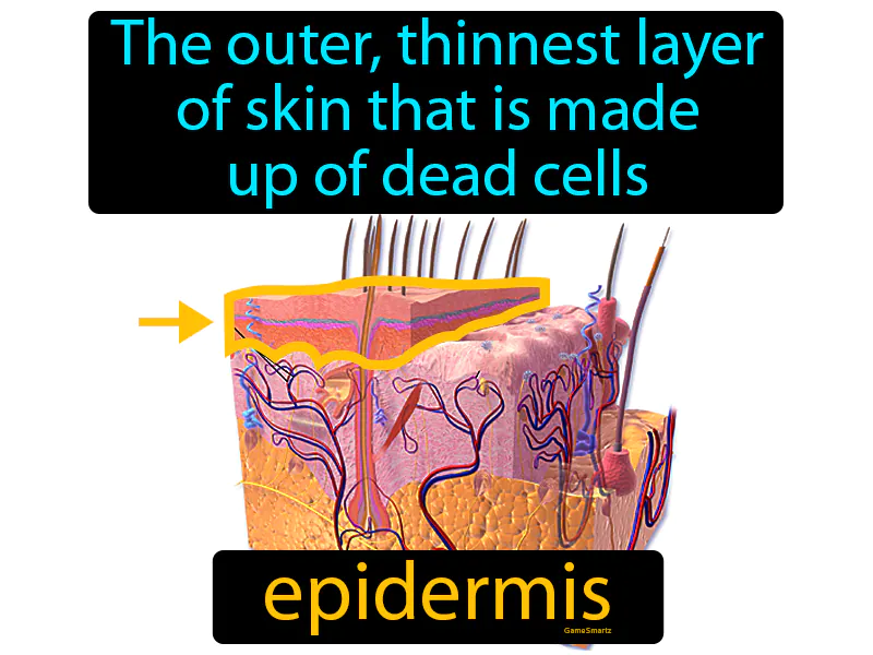 Skin Epidermis Definition Skin Epidermis Definition