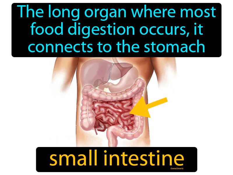 Small Intestine Definition Small Intestine Definition