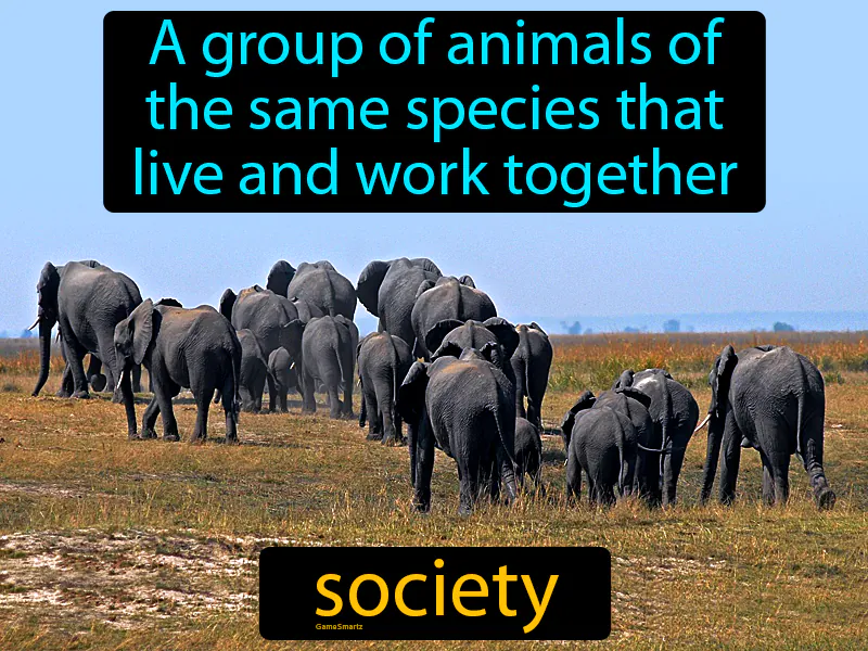 Society Definition