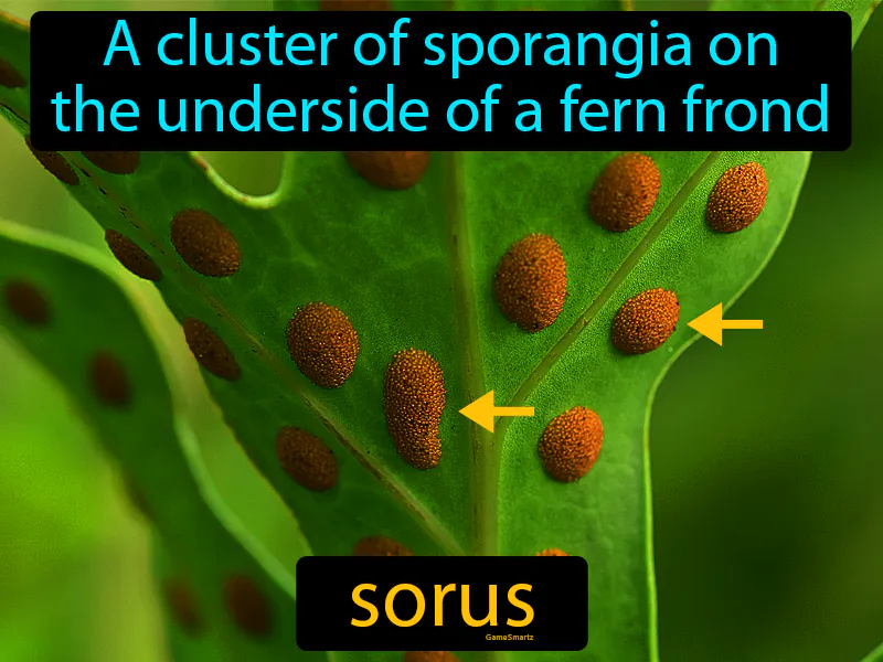 Sorus Definition Sorus Definition