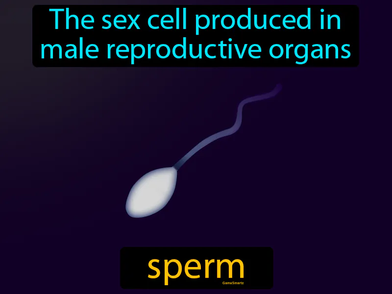 Sperm Definition Sperm Definition