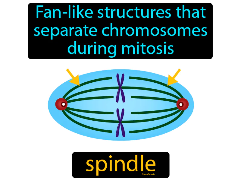 Spindle Definition Spindle Definition