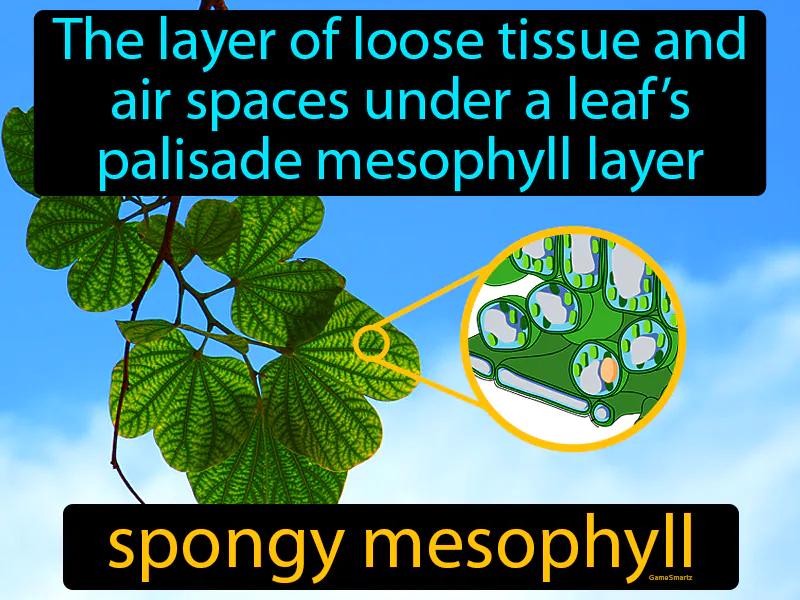 Spongy Mesophyll Definition Spongy Mesophyll Definition