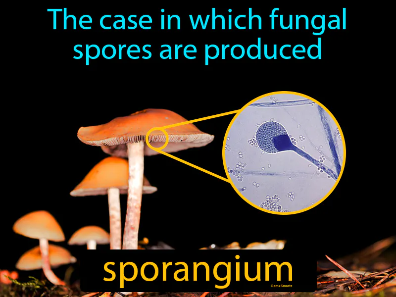 Sporangium Definition Sporangium Definition