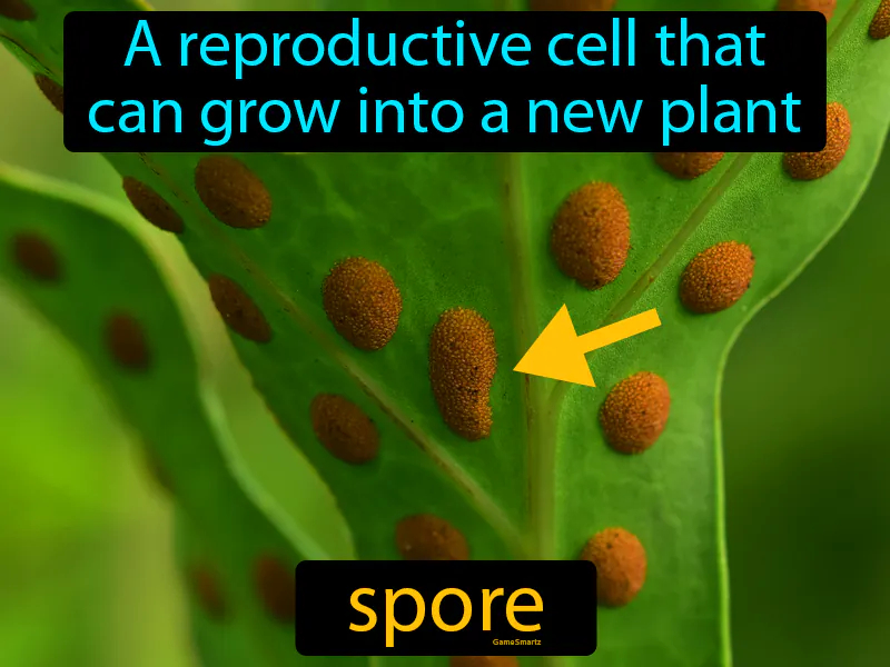 Spore Definition Spore Definition