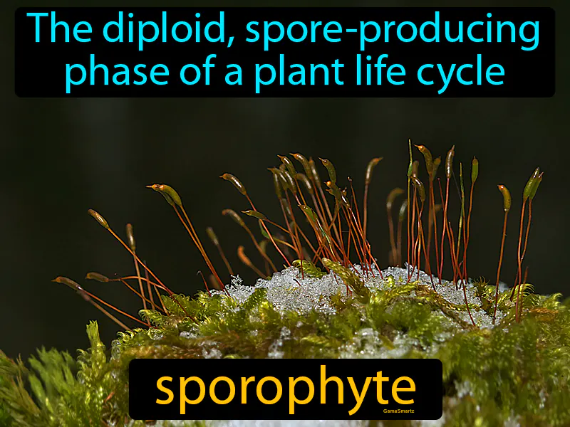 Sporophyte Definition Sporophyte Definition